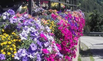 Colorful flower plants in full bloom along a garden wall. The colors are vibrant and radiate freshness and joy.
