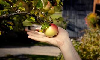 A hand is holding a ripe apple on a tree. The background shows a green landscape and a residential building.