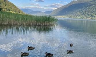 A tranquil lake landscape with many swimming ducks. In the background, gentle hills and a blue sky with clouds can be seen.