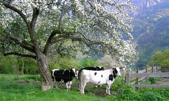 A picturesque landscape with a blooming tree and several cows. In the background, gentle hills and a clear sky are visible.