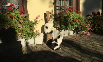 Three cats are playing in a blooming flower garden in front of a house. The garden is surrounded by colorful flowers, and the sun is shining on it.