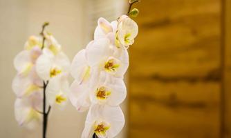 An elegant orchid with white flowers and yellow-red accents. In the background, a wood-colored wall is visible.