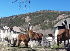 Wandern mit Tiere Wandern mit Tiere