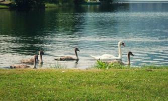 A group of swans swims on a calm lake. In the foreground, lush green grass can be seen.