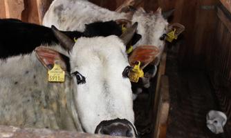 A group of cows in a barn. The animals have ear tags and are standing behind wooden stalls.