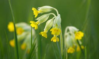 A group of small, yellow flowers growing in green grass. Blurred grass is visible in the background.