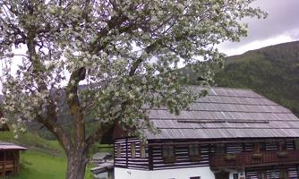 A traditional farmhouse with a blooming tree in the foreground. The surrounding landscape is green and mountainous.