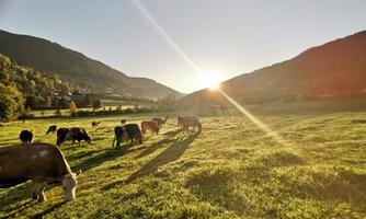 A meadow with cows grazing at sunset. The landscape is surrounded by gentle hills.