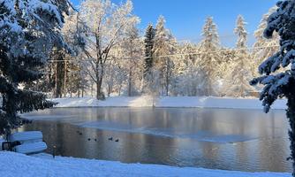 A quiet winter lake with snow-covered trees and a clear blue sky. Some ducks are swimming in the water.