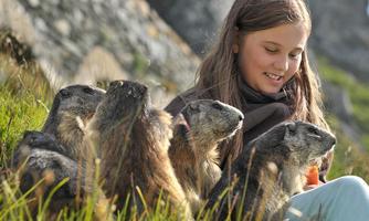 A girl is sitting on the grass and playing with several marmots. The surroundings are green and natural, with a rock in the background.
