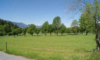 A green meadow with many trees and a clear blue sky. In the background, mountains can be seen.