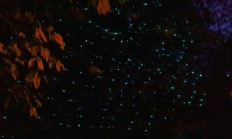 Lichtklang - Poesie im Schillerpark Beispielbild