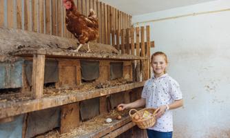 A girl is standing in a chicken coop and holding a basket of eggs. A hen is sitting on a nest above her.