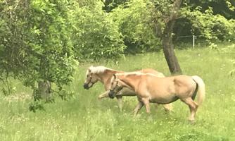 Two horses are grazing in a meadow with green trees in the background. The animals are light brown and appear healthy and lively.