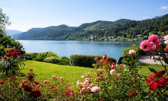 A beautiful view of a lake, surrounded by green mountains. In the foreground, colorful roses are blooming.
