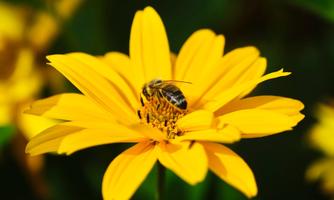 A bee is sitting on a bright yellow flower. The bloom has wide, radiant petals and is displaying itself in the sunlight.