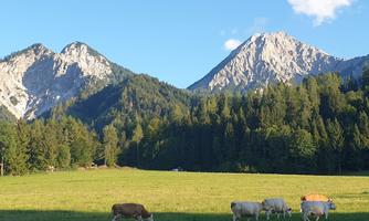 A green meadow with cows in the foreground and majestic mountains in the background. The sky is clear and the landscape is surrounded by trees.