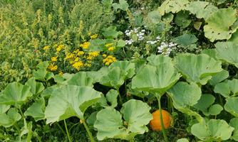A green garden with large pumpkin leaves and colorful flowers. An orange pumpkin is visible among the leaves.
