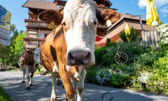 A cow stands close to the camera on a path. In the background, houses and green plants can be seen.