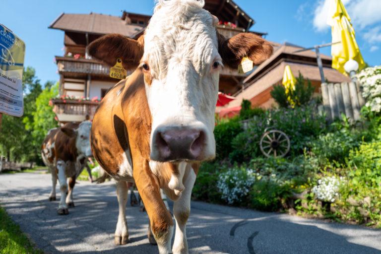 Biobauernhof-Hotel-Gasthof Hinteregger