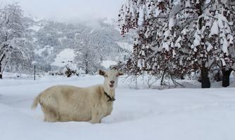 A white goat is standing in deep snow. In the background, snow-covered trees and a winter landscape can be seen.