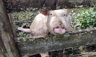 A pig is looking through a fence. In the background, green plants and wood can be seen.