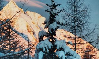 A snowy mountain with golden rays in the background. In the front, fir trees covered in snow are standing.