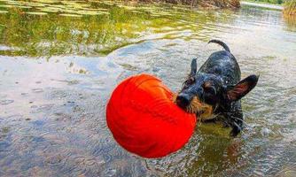 A dog is swimming in the water and carries a red ball in its mouth. The water is clear and surrounded by green plants.