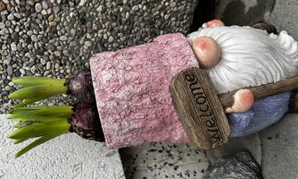 A cute garden gnome with a pink pot, in which green plants are growing. He is holding a sign that says "Welcome".