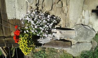 Flowers in various colors bloom in a fallen wooden container against a stone wall. The plants add a vibrant charm to the rustic surroundings.