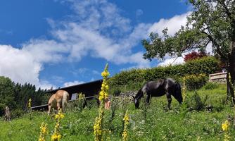 Two horses are grazing in a green meadow. In the background, there is a house and a blue sky with some clouds.
