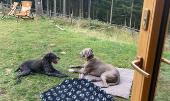 Two dogs are lying relaxed on blankets outdoors. In the background, trees and a cozy atmosphere can be seen.
