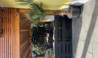 An inviting outdoor area with a covered terrace. On the side, there is a palm tree in a pot.