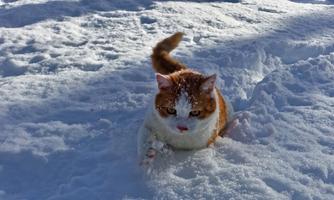A cat with red and white fur is playing in the snow. There is a thin layer of snow around it.