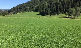 A green meadow with lush grass and rolling hills in the background. Lush trees line the meadow and the sky is clear.