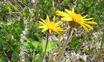 Two bright yellow flowers stand on green grass. Around them, small plants and moss grow.