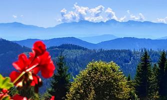 A beautiful mountain landscape with green forests and high mountains in the background. In the foreground, red flowers are visible.