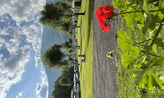A green meadow with several caravans and trees in the background. In the foreground, a red flower is blooming.