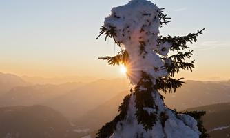 A snow-covered tree in front of a sunset in the mountains. The warm colors of the sunlight contrast with the cold snow.