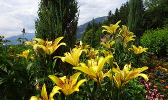 Blumenpracht