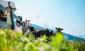 A sunny meadow with cows and people standing in the background. The mountains are visible in the distance, creating an idyllic rural scene.