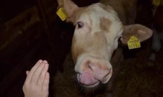 A calf curiously looks into the camera. A hand is approaching it while it stands in a stable.