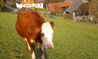 A cow on a green meadow in front of a farmhouse. In the background, other houses and trees can be seen.