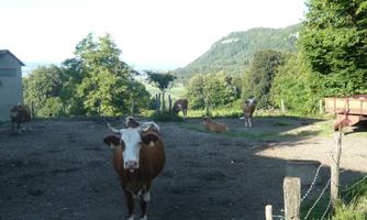 A cow is standing on the farm, surrounded by green grass and trees. In the background, gentle hills can be seen.