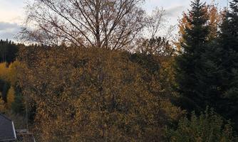 A large tree with yellow leaves stands in a peaceful environment. In the background, more trees and a parking lot can be seen.
