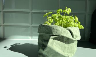 A small pot of fresh basil stands on a gray surface. The light casts a beautiful shadow on the table.