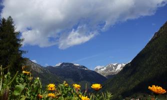 A beautiful mountain valley with colorful flowers in the foreground. In the background, majestic, snow-capped peaks rise under a radiant blue sky.