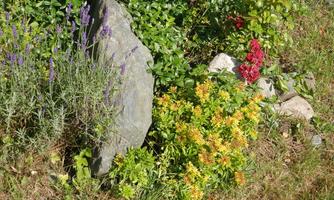 A beautiful garden area with colorful flowers and a large rock. The plants are diverse and create a pleasant ambiance.