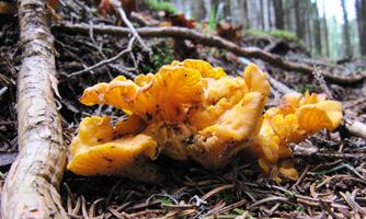 A bright yellow mushroom grows in the forest among branches and needles. The surroundings are surrounded by trees.