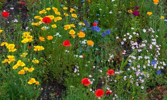A colorful flower field with yellow, red, blue, and purple flowers. The plants bloom magnificently in a lush, green environment.